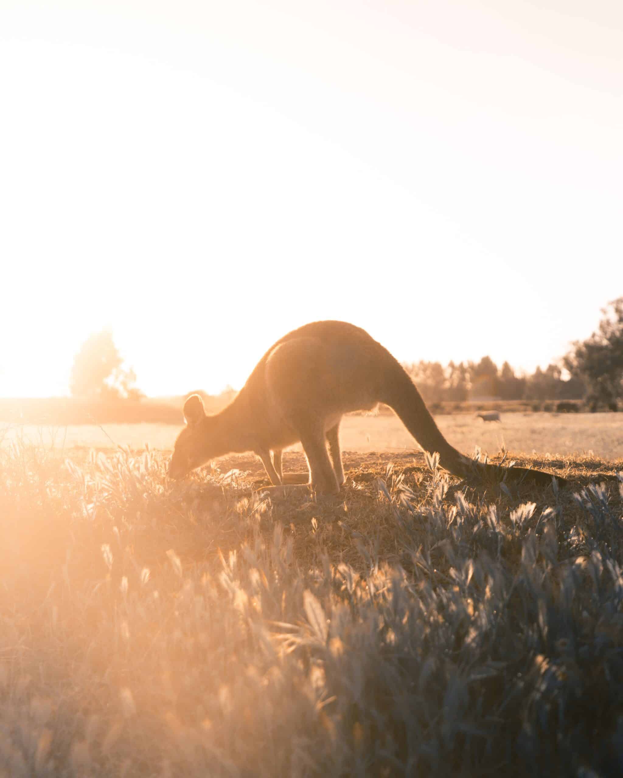 kangaroo